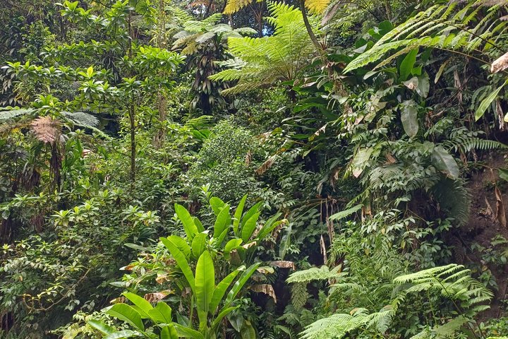 Tour to discover the lush North and waterfalls