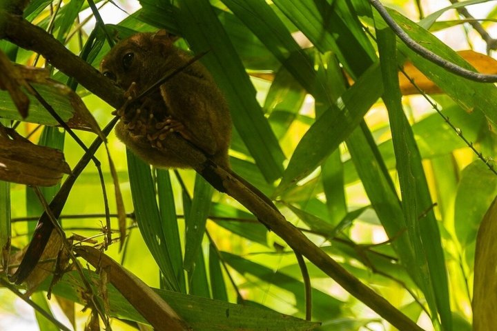 Bohol Chocolate Hills, Tarsiers & Loboc River Shared Tour