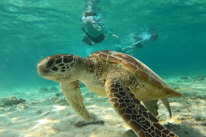 Private Gili Snorkelling Tour: Turtles & Reefs + GoPro + Drinks