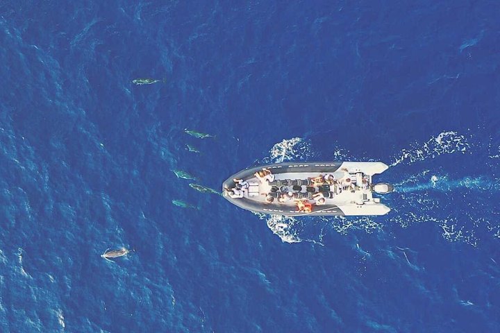 Depart Saint Raphaël: Meet the Dolphins
