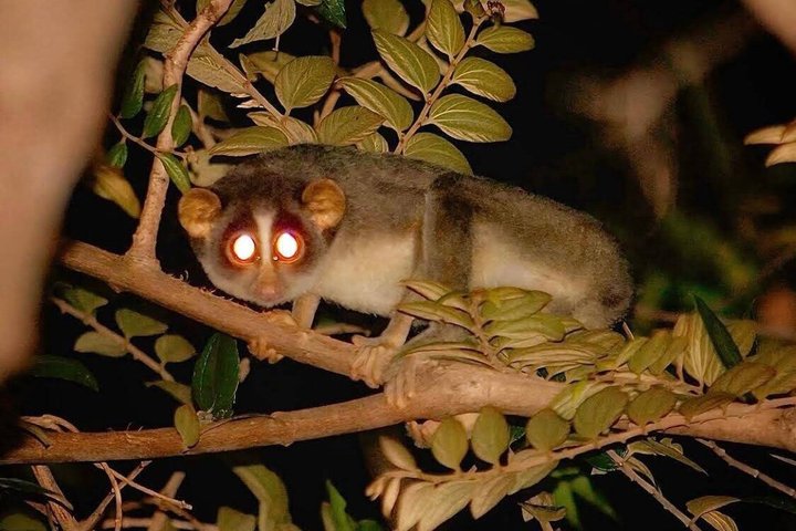 Sigiriya Loris Night Walk Experience with Local Guide