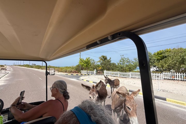 Golf Carts and Jeep Wrangler in Grand Turks