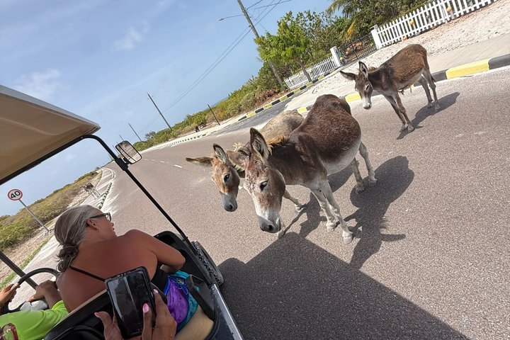 Golf Carts and Jeep Wrangler in Grand Turks