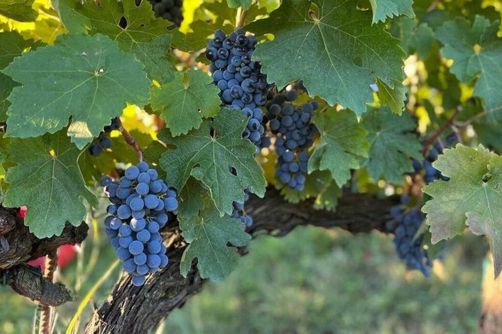 Discover Italian Wines at Tenuta La Viola