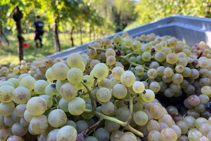 Discover Italian Wines at Tenuta La Viola