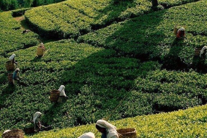 Thekkady Jeep safari and National Park Tour with Tea Tasting