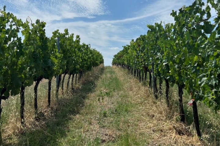 Discover Italian Wines at Tenuta La Viola with 6 Wine Tastings