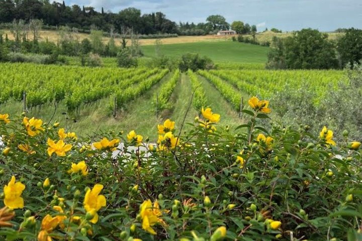 Discover Italian Wines at Tenuta La Viola with 6 Wine Tastings