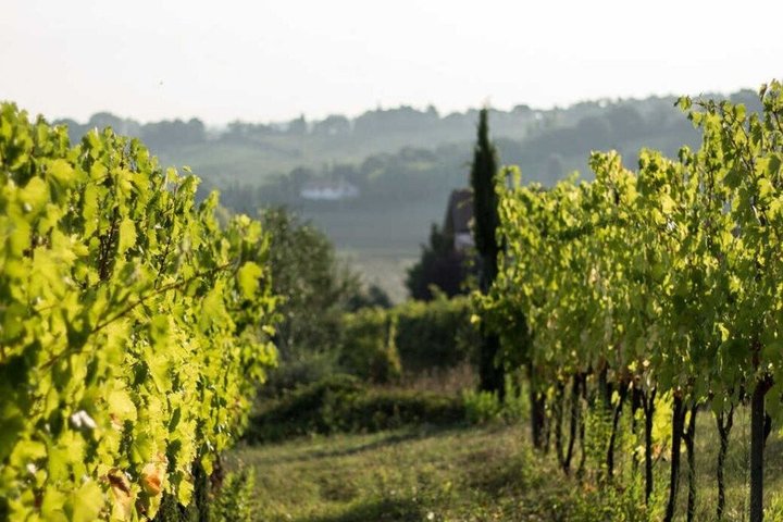 Discover Italian Wines at Tenuta La Viola with 6 Wine Tastings