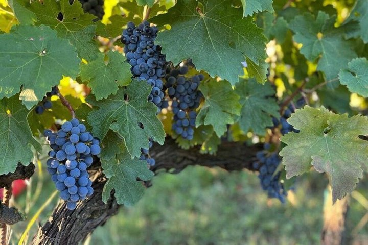 Discover Italian Wines at Tenuta La Viola with 6 Wine Tastings