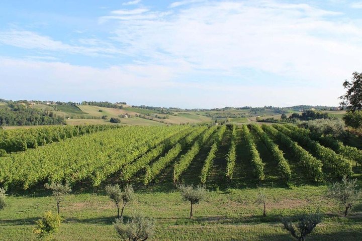 Discover Italian Wines at Tenuta La Viola with 6 Wine Tastings