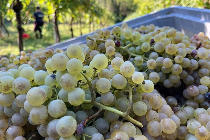 Discover Italian Wines at Tenuta La Viola with 6 Wine Tastings