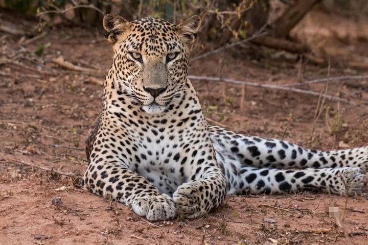 Full day / Half Day WildlifeAdventure in Yala-National-Park