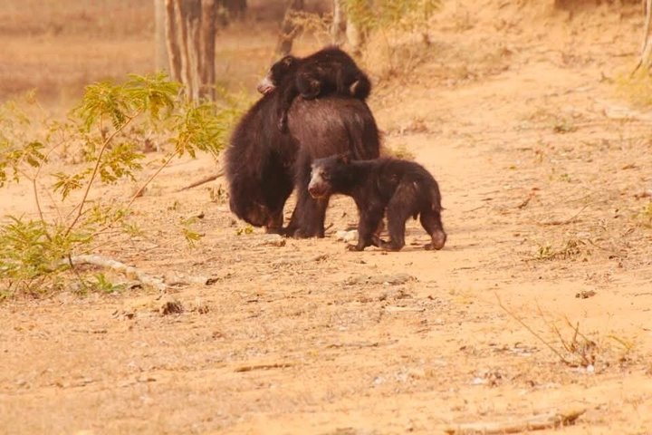Full day / Half Day WildlifeAdventure in Yala-National-Park