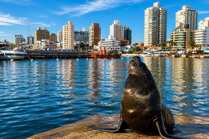 Discover Punta del Este: Private City Tour with a Local Guide