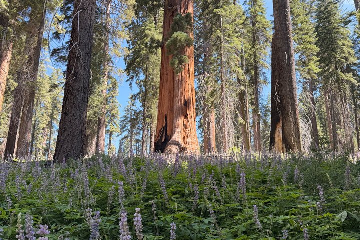 Transformative Sequoia Day Hike