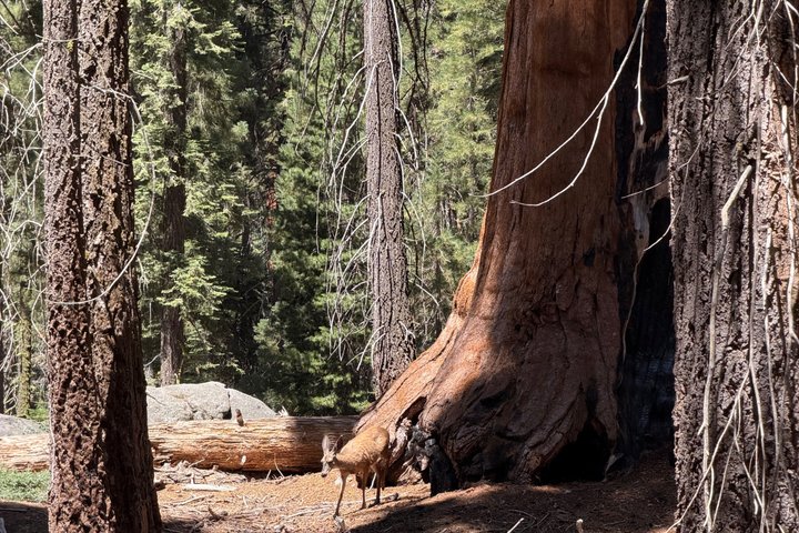 Transformative Sequoia Day Hike