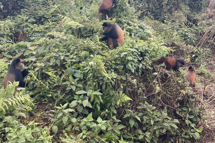 Golden Monkey Trekking in Volcano National Park