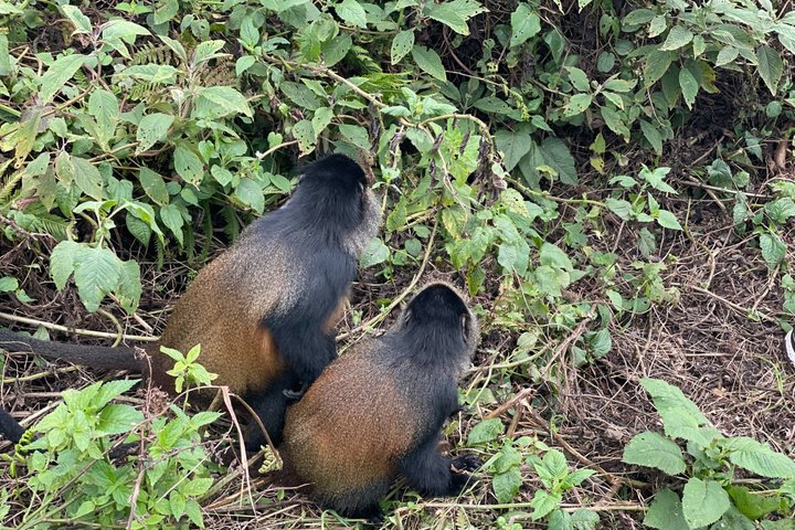 Golden Monkey Trekking in Volcano National Park