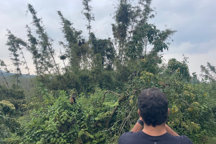 Golden Monkey Trekking in Volcano National Park