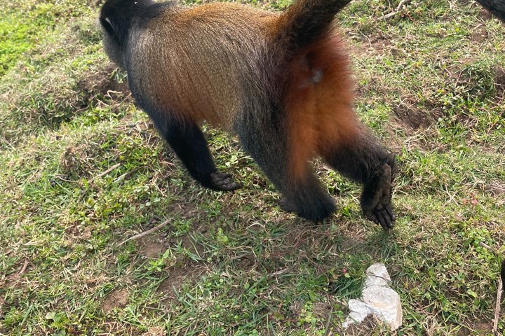Golden Monkey Trekking in Volcano National Park