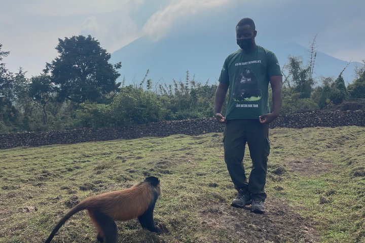 Golden Monkey Trekking in Volcano National Park