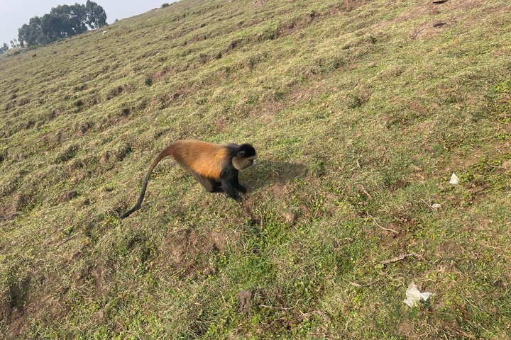 Golden Monkey Trekking in Volcano National Park