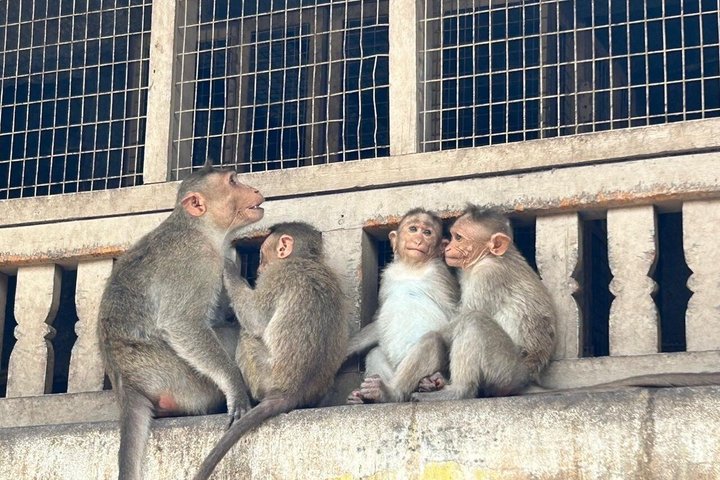 Hire a Licensed Guide for Fullday Hampi visit with own transport