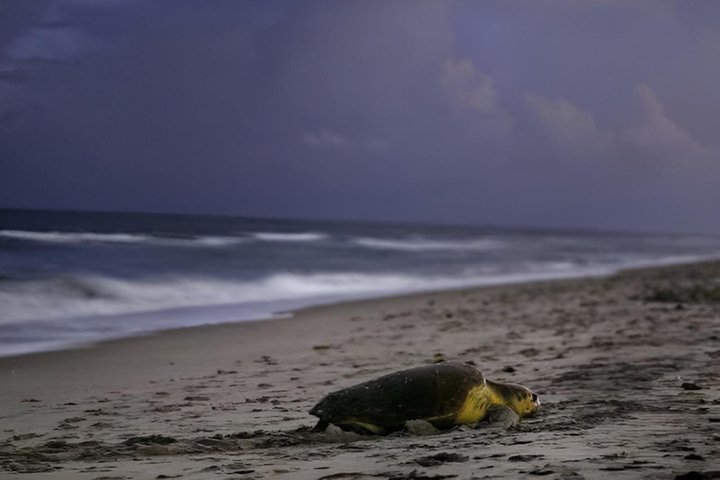 Sal Island: Loggerhead Turtle Watching Experience