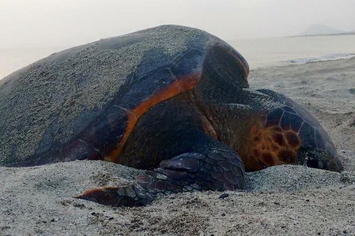 Sal Island: Loggerhead Turtle Watching Experience