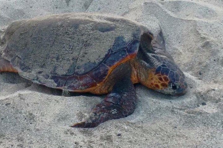 Sal Island: Loggerhead Turtle Watching Experience