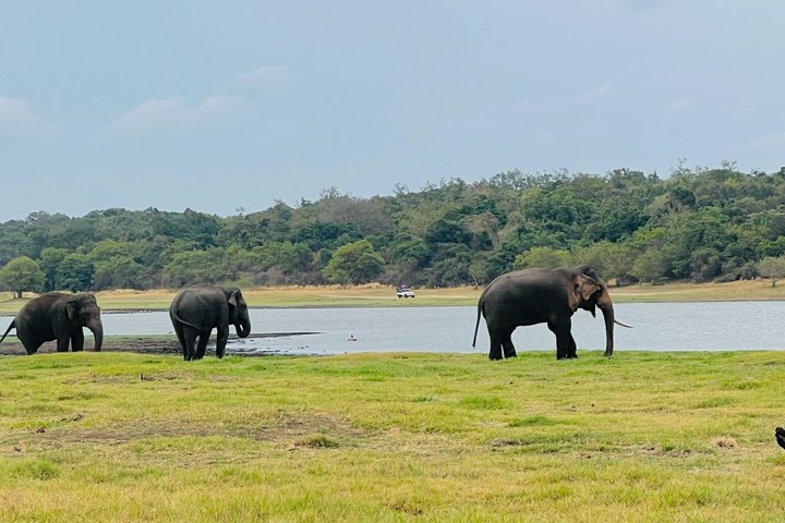 Minneriya National Park Half day Private Jeep Safari