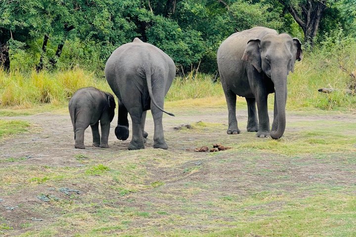 Minneriya National Park Half day Private Jeep Safari
