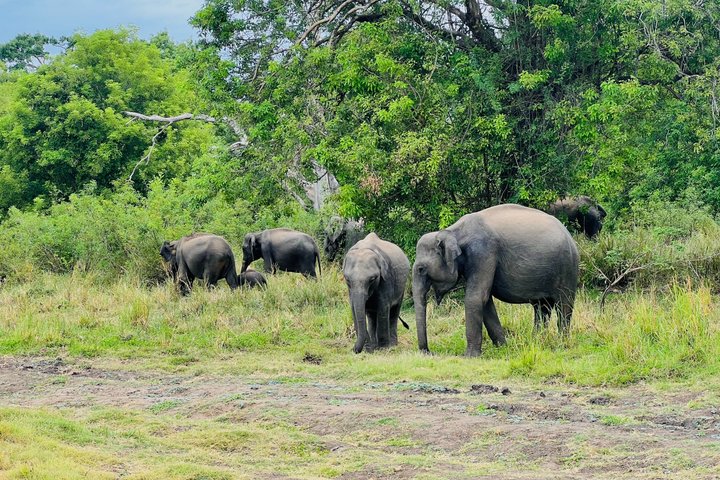 Minneriya National Park Half day Private Jeep Safari