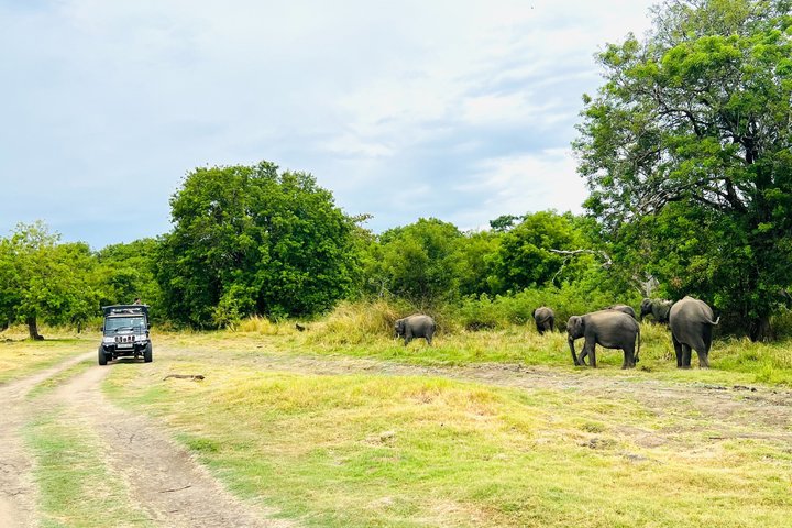 Minneriya National Park Half day Private Jeep Safari