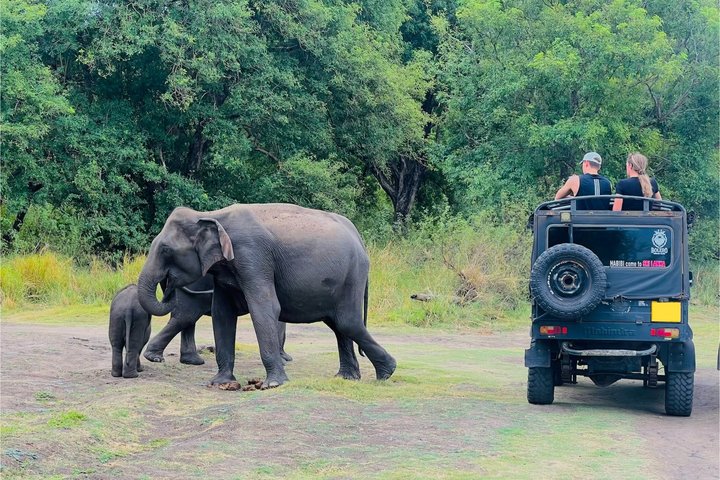 Minneriya National Park Half day Private Jeep Safari