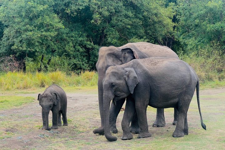 Minneriya National Park Half day Private Jeep Safari