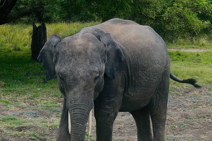 Minneriya National Park Half day Private Jeep Safari