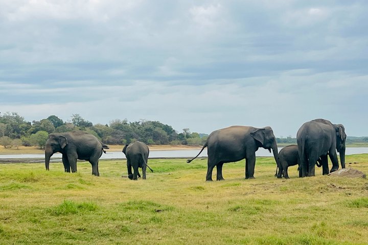 Minneriya National Park Half day Private Jeep Safari