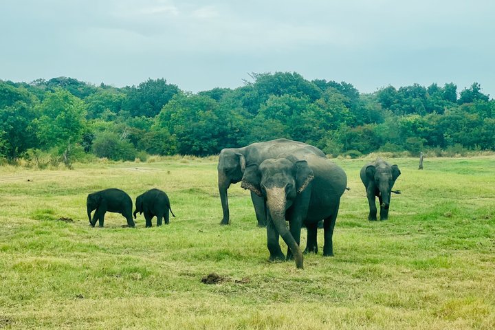 Minneriya National Park Half day Private Jeep Safari