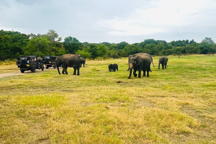 Minneriya National Park Half day Private Jeep Safari