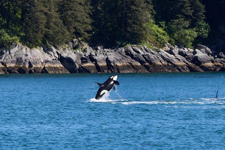Seward: Whale Watching & Glacier Dinner Cruise