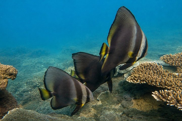 Magnetic Island Adventurer Tour