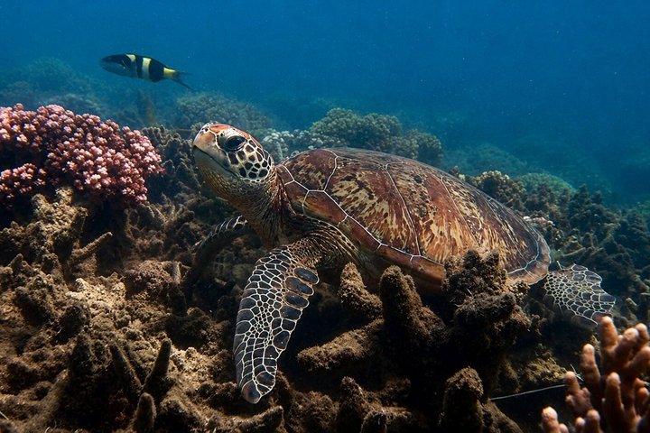 Magnetic Island Adventurer Tour