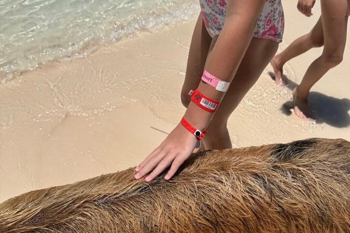 Rose Island Swimming Pigs & Beach Snorkeling Experience Nassau.