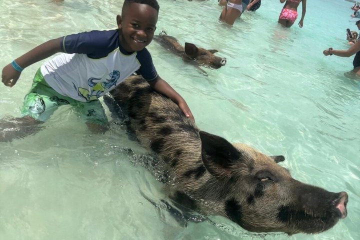 Rose Island Swimming Pigs & Beach Snorkeling Experience Nassau.