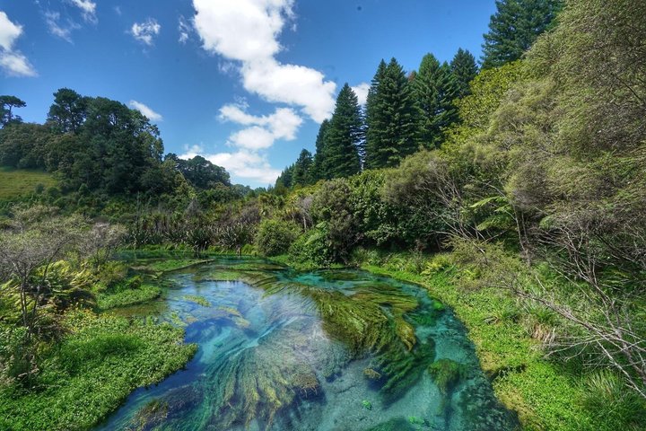 From Hamilton Waitomo Glowworms Blue Springs and Kiwi House