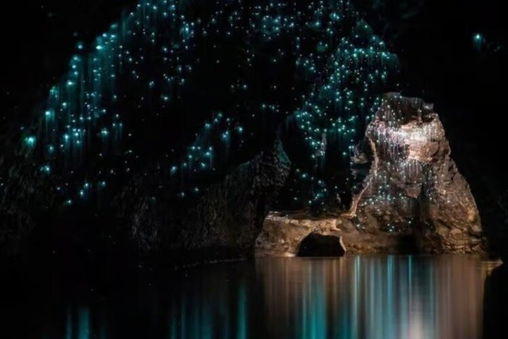 From Hamilton Waitomo Glowworms Blue Springs and Kiwi House