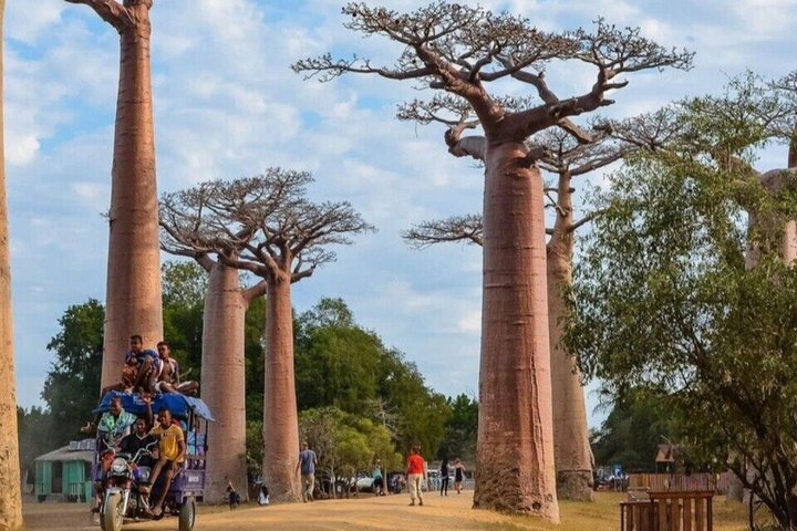 Madagascar One Day Tour Morondava