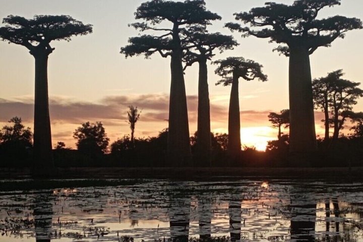 Madagascar One Day Tour Morondava